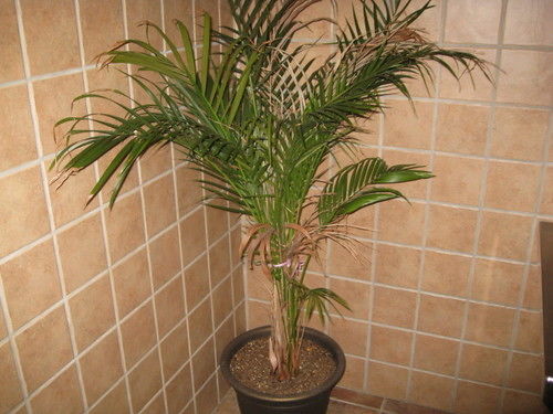 Economy Inn New Orleans Arabi Esterno foto